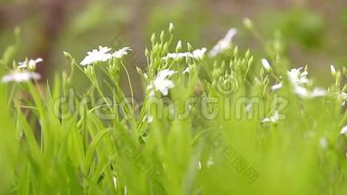 白色的小雏菊花，有绿色的树枝